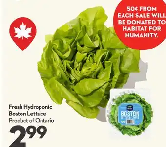 Longo's Fresh Hydroponic Boston Lettuce offer