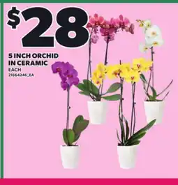 Loblaws 5 INCH ORCHID IN CERAMIC offer