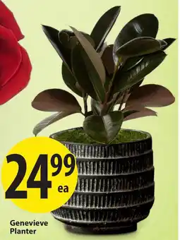 Save on Foods Genevieve Planter offer