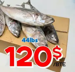 Marche Salaberry CHINCHARD PIODI offer