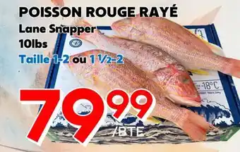 Marche Salaberry POISSON ROUGE RAYÉ offer