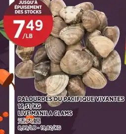 Kim Phat LIVE MANILA CLAMS offer