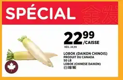 Kim Phat LOBOK (CHINESE DAIKON) offer