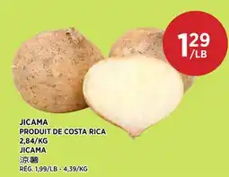 Kim Phat JICAMA offer
