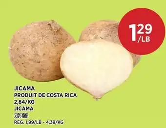 Kim Phat JICAMA offer