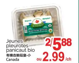 T&T Supermarket JEUNES PLEUROTES PANICAUT BIO offer