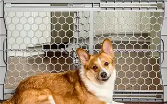 Petvalu Carlson Pet Plastic Expandable Gate offer