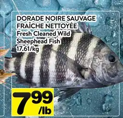Supermarché PA DORADE NOIRE SAUVAGE FRAÎCHE NETTOYÉE | Fresh Cleaned Wild Sheephead Fish offer