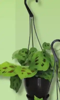 IGA HANGING PLANT offer