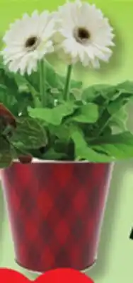 IGA FLOWER POT offer