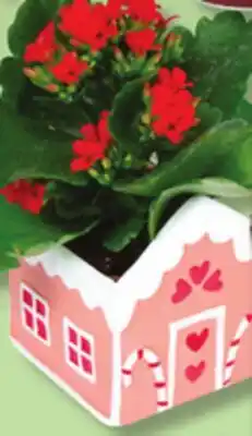 IGA KALANCHOE MINI-HOUSE offer