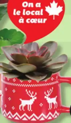 IGA KALANCHOE MINI-HOUSE OR FLOWER POT CUP offer