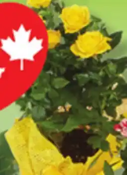 IGA MINI-ROSEBUSH offer