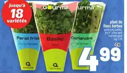 Metro PLANT DE FINES HERBES | FINE HERB PLANT offer