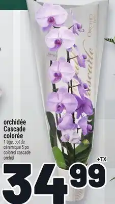 Metro ORCHIDÉE CASCADE COLORÉE | COLORED CASCADE ORCHID offer