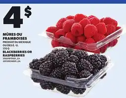 Provigo BLACKBERRIES OR RASPBERRIES, 170 G offer