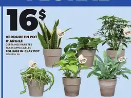 Provigo FOLIAGE IN CLAY POT offer