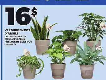 Provigo FOLIAGE IN CLAY POT offer