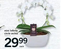 Fortinos MINI INFINITY CIRCLE ORCHID offer
