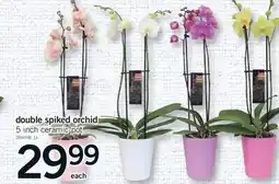Fortinos DOUBLE SPIKED ORCHID offer