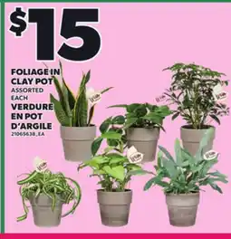 Independent Grocer FOLIAGE IN CLAY POT ASSORTED offer