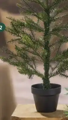 Home Hardware Tabletop Mini Grandis with Pot 24 offer