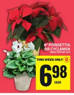 Food Basics 6 POINSETTIA OR CYCLAMEN offer