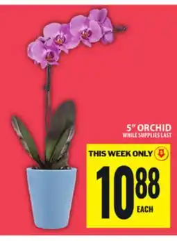 Food Basics 5 ORCHID offer