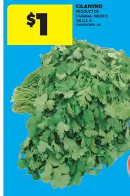 Real Canadian Superstore CILANTRO offer
