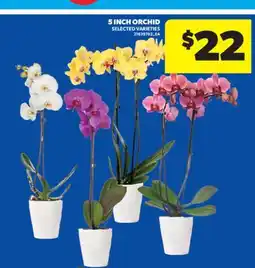 Real Canadian Superstore 5 INCH ORCHID offer