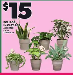 Loblaws FOLIAGE IN CLAY POT offer