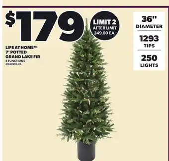 Loblaws LIFE AT HOME 7' POTTED GRAND LAKE FIR offer