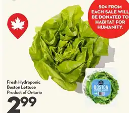 Longo's Fresh Hydroponic Boston Lettuce offer