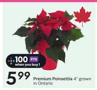 Sobeys premium Poinsettia offer