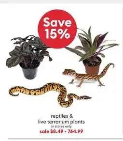 Petsmart Reptiles & live terrarium plants offer