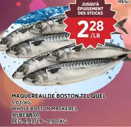 Kim Phat WHOLE BOSTON MACKEREL offer