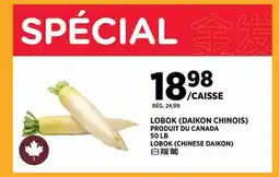 Kim Phat LOBOK (CHINESE DAIKON) offer