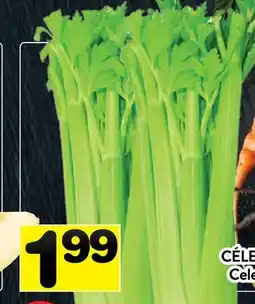 Supermarché PA CÉLERI | Celery offer