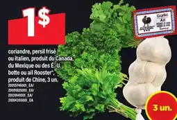 Maxi CORIANDRE, PERSIL FRISÉ OU BOTTE OU AIL ROOSTER offer