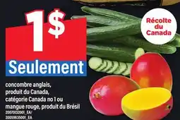 Maxi CONCOMBRE ANGLAIS OU MANGUE ROUGE offer