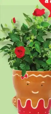 IGA MINI ROSE BUSH, MINI HOLIDAY TREE OR FLOWER POT offer