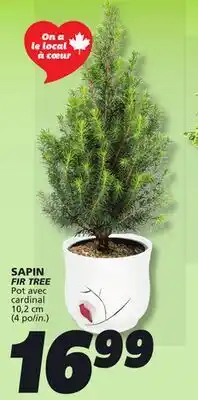 IGA FIR TREE offer