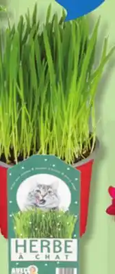 IGA FROSTY FERN, POLKA DOT OR CATNIP offer