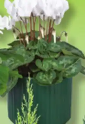 IGA MINI ROSE BUSH offer