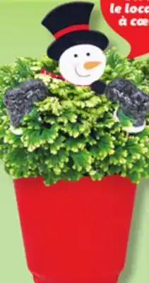 IGA FROSTY FERN, POLKA DOT offer