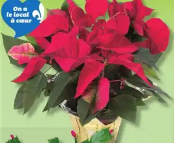 IGA POINSETTIA offer
