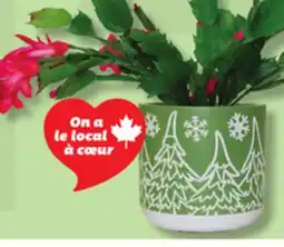 IGA CHRISTMAS CACTUS OR POINSETTIA offer