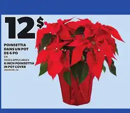 Provigo POINSETTIA DANS UN POT DE 6 PO offer
