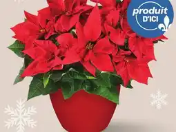 Metro POINSETTIA ROUGE | RED POINSETTIA offer