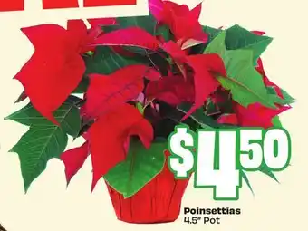 Chalo FreshCo Poinsettias 4.5 Pot offer